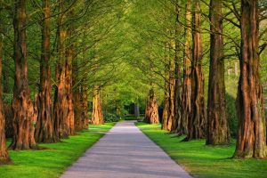 A pathway in a park surrounded by trees. | Local attractions around Sherwood, AR. 