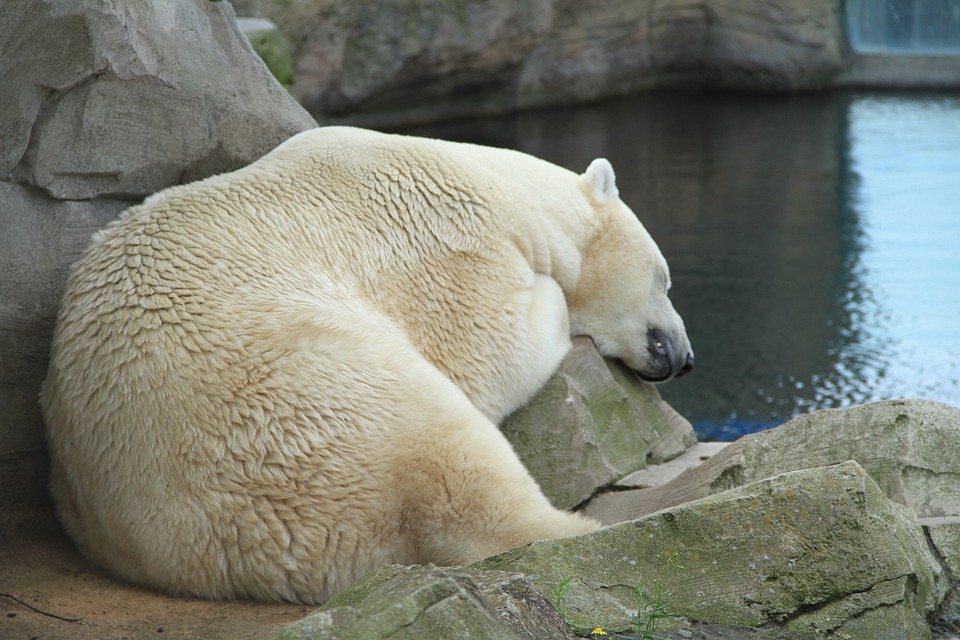 A polar bear asleep on a rock in a zoo. | Fun activities in Sherwood, AR.